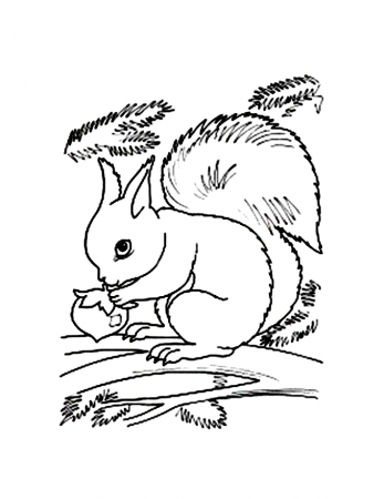 flying squirrels Colouring Pages