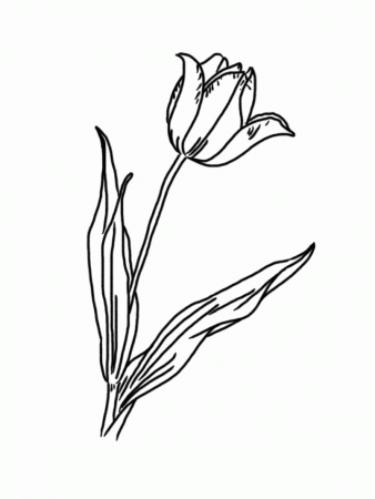 Best 35 Tulip Coloring Pages For Kids Free Coloring Pages For Kids 
