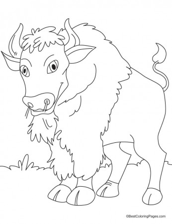Canadian bison coloring pages | Download Free Canadian bison 