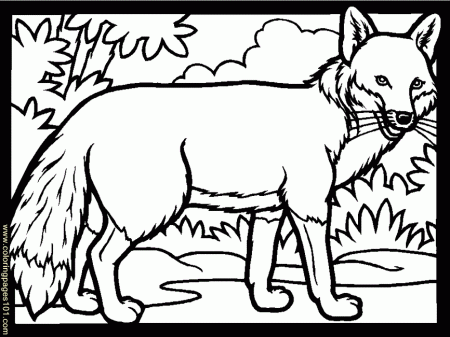 Coloring Pages Color Fox (Animals > Others) - free printable 