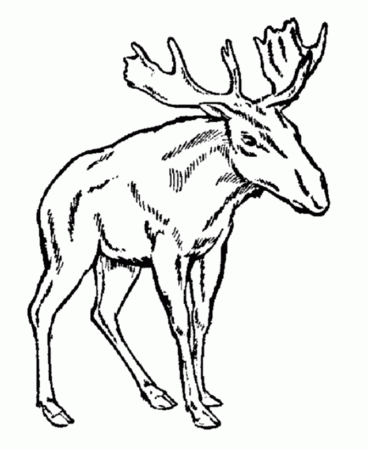 Wild Animal Coloring Pages | Young male moose Coloring Page and 