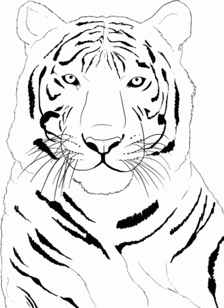 Siberian Tiger Coloring Page - KidsColoringSource.