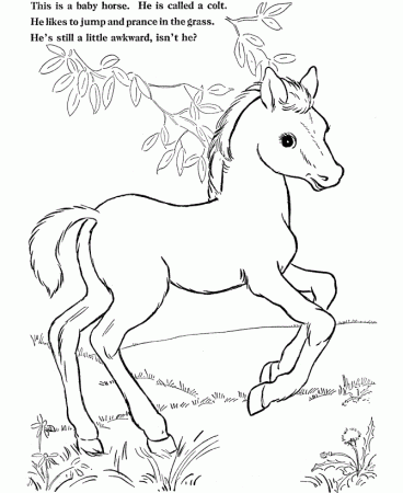 Horse Coloring Pages for Kids- Free Coloring Sheets