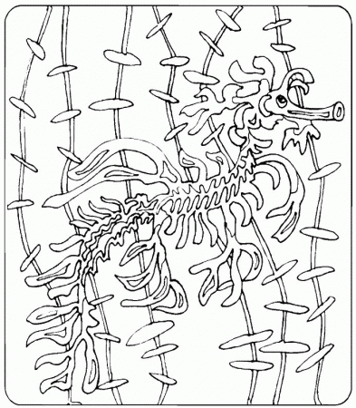 Animals Seahorses print coloring pages. 29
