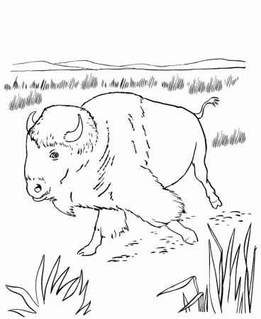 Wild Animal Coloring Pages | North American Bison Coloring Page 