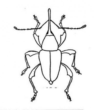 bug coloring pages | Coloring Picture HD For Kids | Fransus.com650 