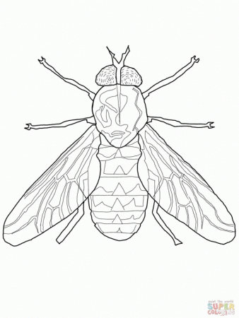 Horse Fly Coloring Page Id 22134 Uncategorized Yoand 198006 Fly 