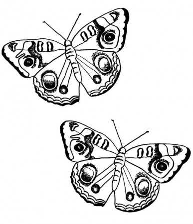 two-butterflies-coloring-pages: two-butterflies-coloring-pages 