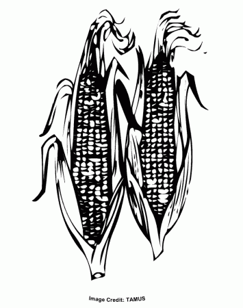 Cob of Corn - Free Coloring Pages for Kids - Printable Colouring ...