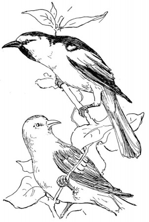 Coloring pages: Orioles, printable for ...