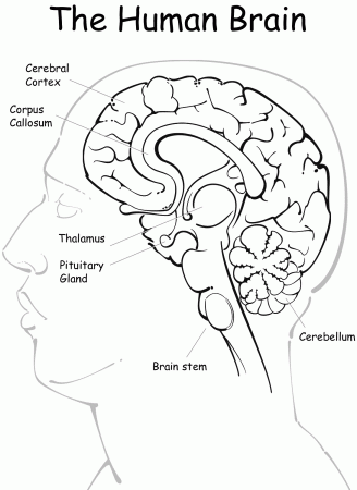Brain anatomy coloring page