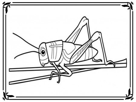 Grasshopper Coloring Pages To Print | Realistic Coloring Pages