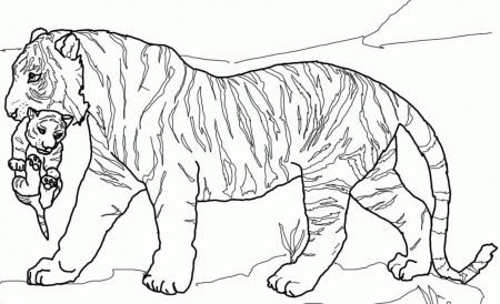 Coloring Pages Of Lions And Tigers - High Quality Coloring Pages