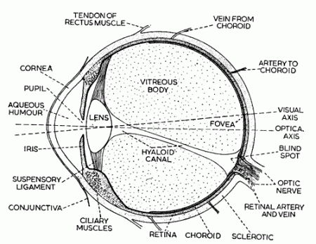 Micrographia: Diagram of the Human Eye.