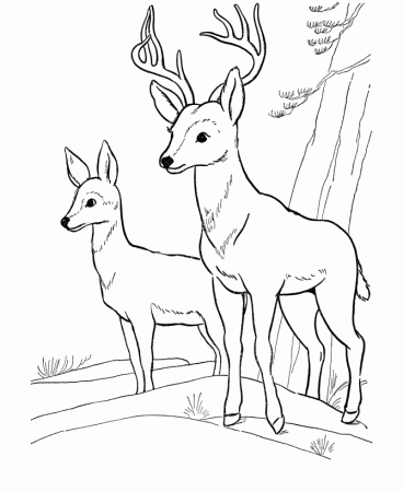 Deer Coloring Page | Wild Animal Buck Deer Coloring Pages and Kids ... | Deer  coloring pages, Farm animal coloring pages, Animal coloring pages