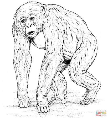Apes coloring pages | Free Coloring Pages