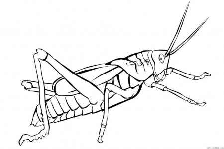 Grasshopper Coloring Pages For Kids - Preschool Crafts