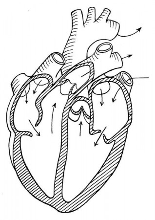 Coloring page heart - img 16619. | Coloring pages, Medical school  inspiration, Heart coloring pages