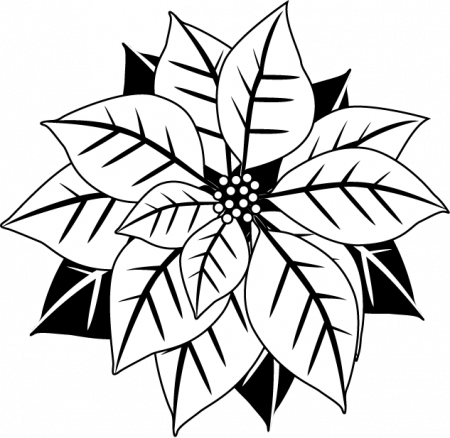 White Poinsettia Clip Art – Happy Holidays!