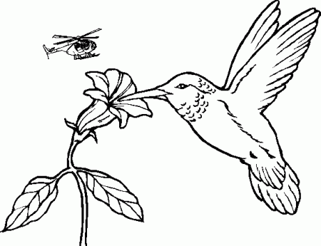 1000+ images about hummingbirds on Pinterest | Coloring, Stamps ...