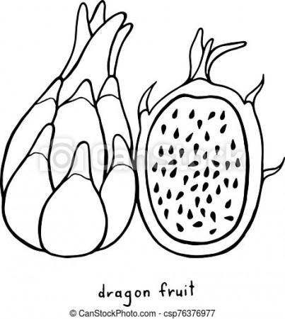 Dragon fruit coloring page. graphic vector black and white art for coloring  books for adults. tropical and exotic fruit line | CanStock