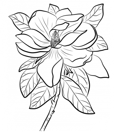 Magnolia Coloring Page - Free Printable Coloring Pages for Kids