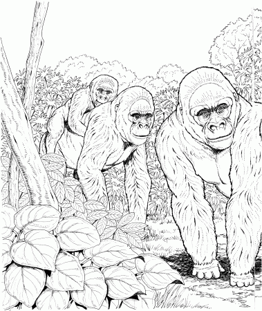 Primate Coloring Pages