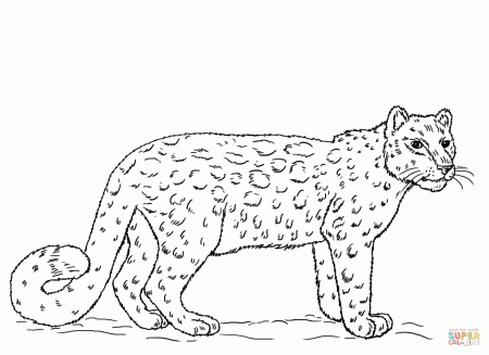 Snow Leopard coloring page | Free Printable Coloring Pages
