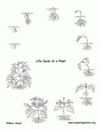 Plant_life_cycle_b&w72.jpg