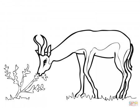Springbok from South Africa coloring page | Free Printable Coloring Pages