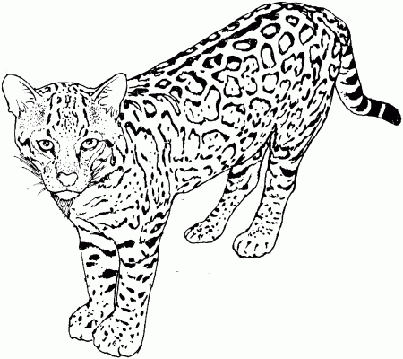 Big Kitten Coloring Pages - Coloring Pages For All Ages