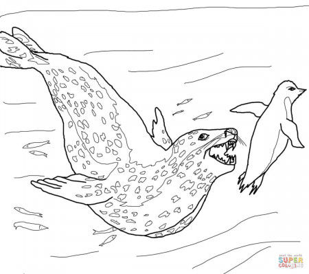 Leopard Seal coloring page | Free Printable Coloring Pages