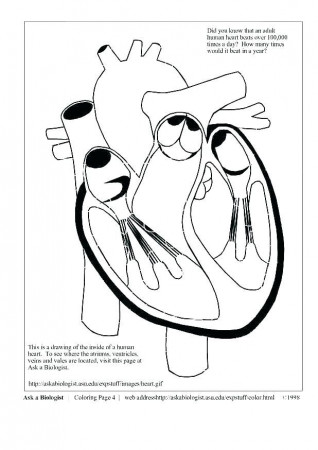 Vein Image Coloring Page