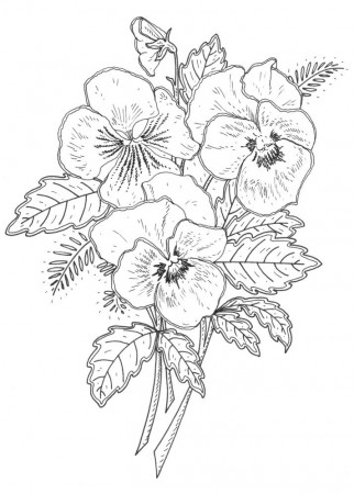 Emily Wallis pansy illustration | Flower drawing, Flower drawing design,  Designs coloring books
