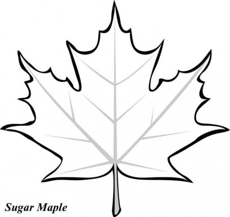 1000+ ideas about Leaf Template | Flower Template ...