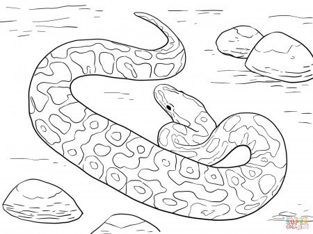 Ball Python coloring page | Free Printable Coloring Pages