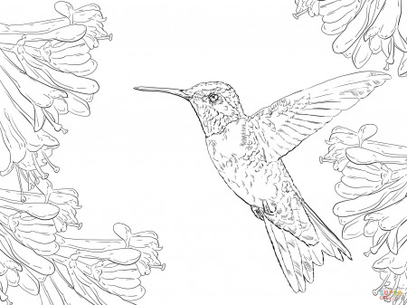 Realistic Ruby Throated Hummingbird coloring page | Free Printable ...