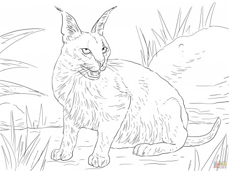 Cute Caracal coloring page | Free Printable Coloring Pages