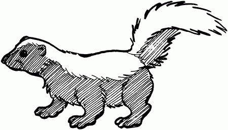 Skunk Coloring Page (20 Pictures) - Colorine.net | 24635