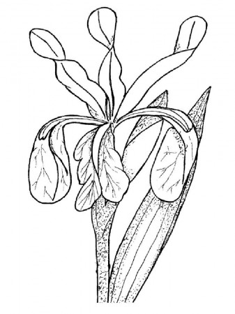 Iris Flower coloring pages. Download and print Iris Flower ...