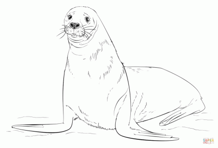 Brown Fur Seal coloring page | Free Printable Coloring Pages