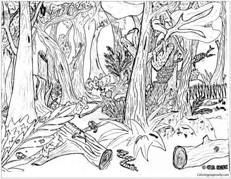 Hard Forest Animals Coloring Page - Free Coloring Pages Online
