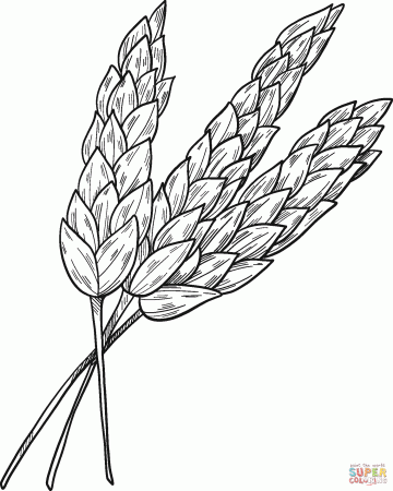 Wheat Grain Bread Coloring Page - Free Printable Coloring Pages For ...