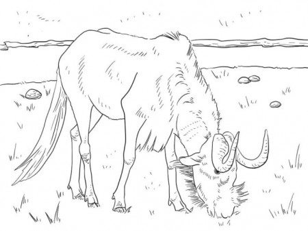 Coloring Book Realistic wildebeest eats grass to print and online