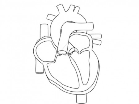 The heart | anatomy | ShowMe