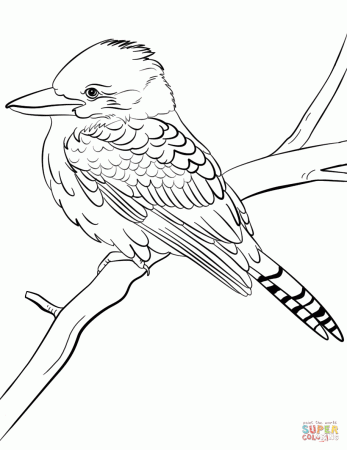 Laughing Kookaburra coloring page | Free Printable Coloring Pages