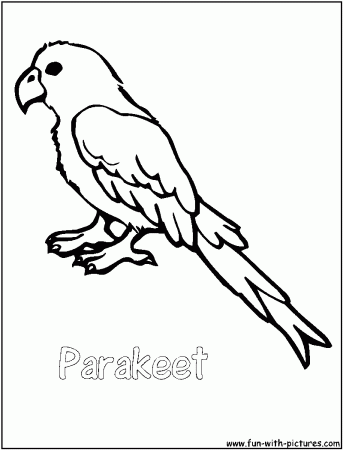 Parakeet Coloring Page