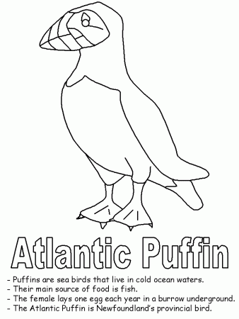 Atlantic Puffin Seabird Coloring Page | Free Printable Coloring Pages