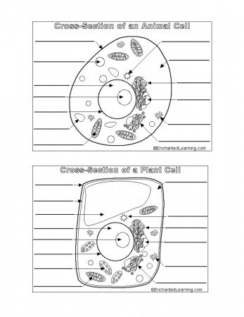 Get Free Animal Vs Plant Cell Coloring Pages, Easy Plant And ...