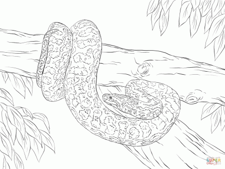 Yellow Anaconda coloring page | Free Printable Coloring Pages